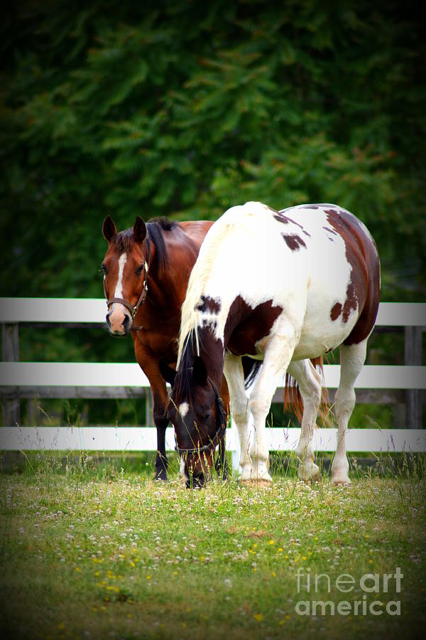 Friends Photograph - Friends by Patti Whitten Friends Photograph - Friends by Patti Whitten