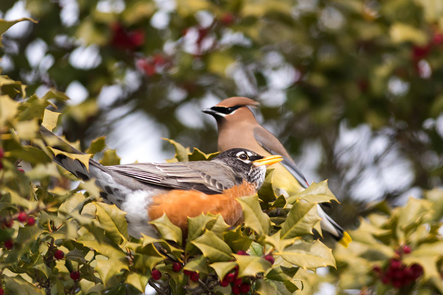 Friends Robin and Cedar Waxwing Photograph by Terry DeLuco