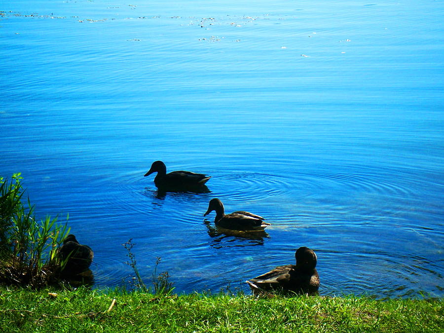 Duck Photograph - Friendship in nature by Lelia Fashion