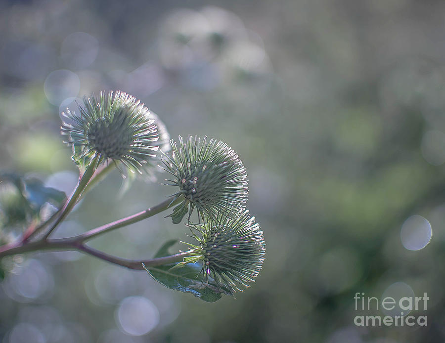 Friendship Photograph By Lyudmila Prokopenko - Fine Art America