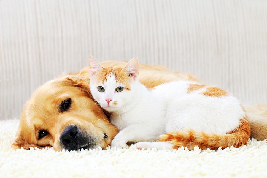 Friendship of a dog and cat. Photograph by Skynesher
