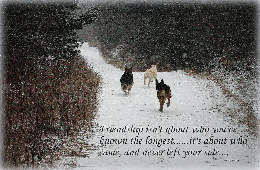 Friendship Photograph by Sue Long