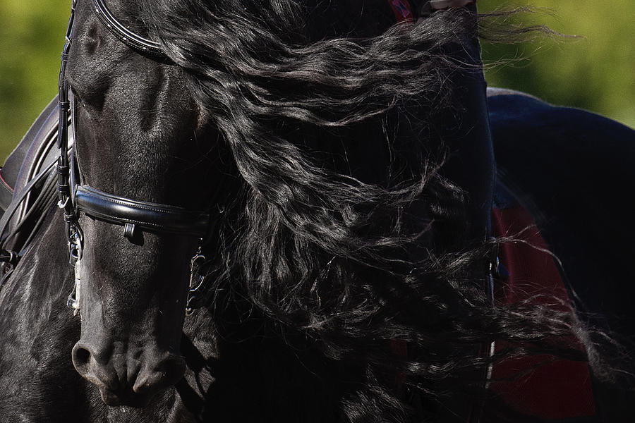 Friesian Beauty Photograph by Wes and Dotty Weber