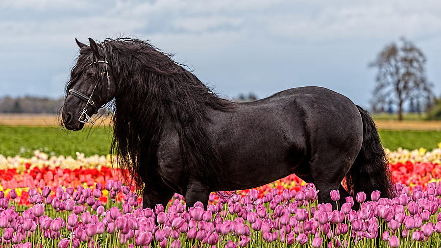Friesian Fleur Photograph by Wes and Dotty Weber