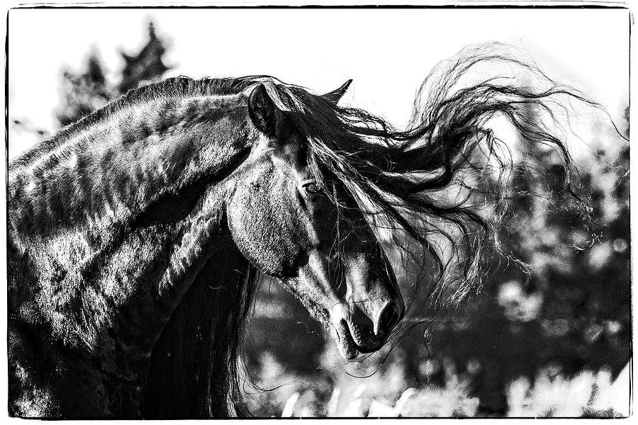 Friesian Flip Photograph by Wes and Dotty Weber
