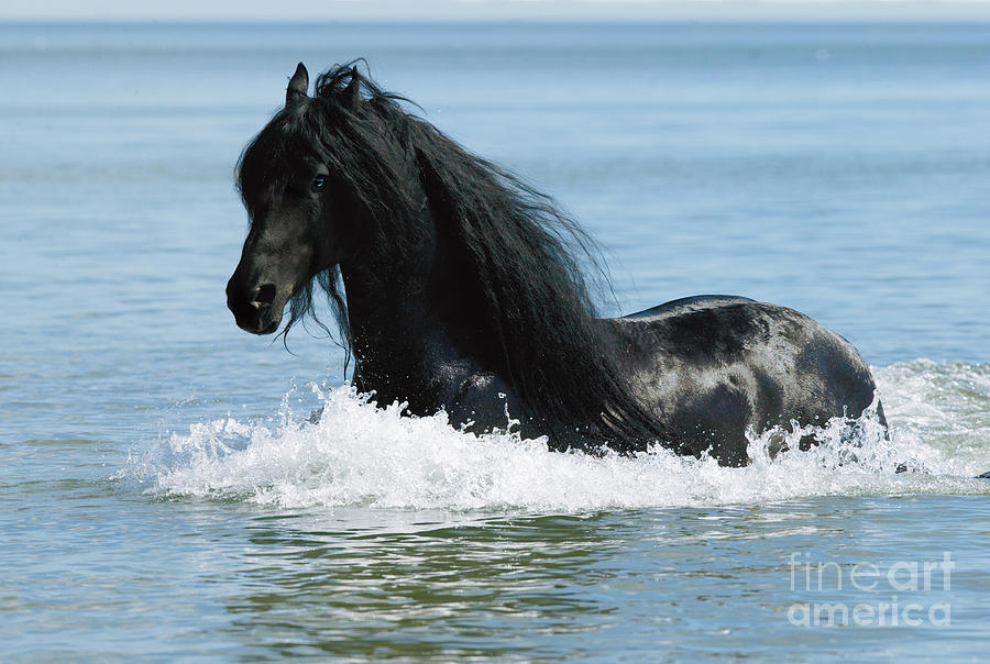 Friesian Horse Photograph by Gabriele Boiselle