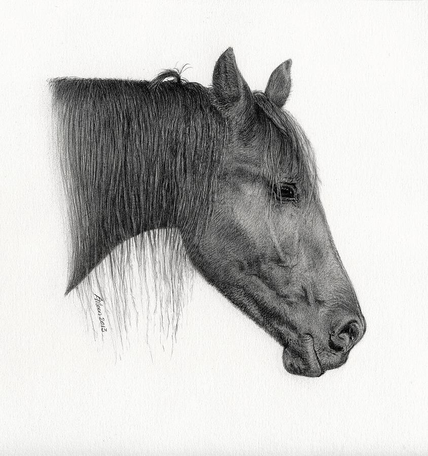 Friesian Horse Drawing by Lorraine Moen Fine Art America