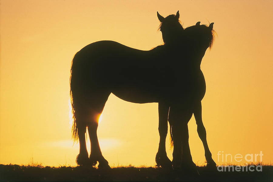 Sunset Photograph - Friesian Horses by Gabriele Boiselle