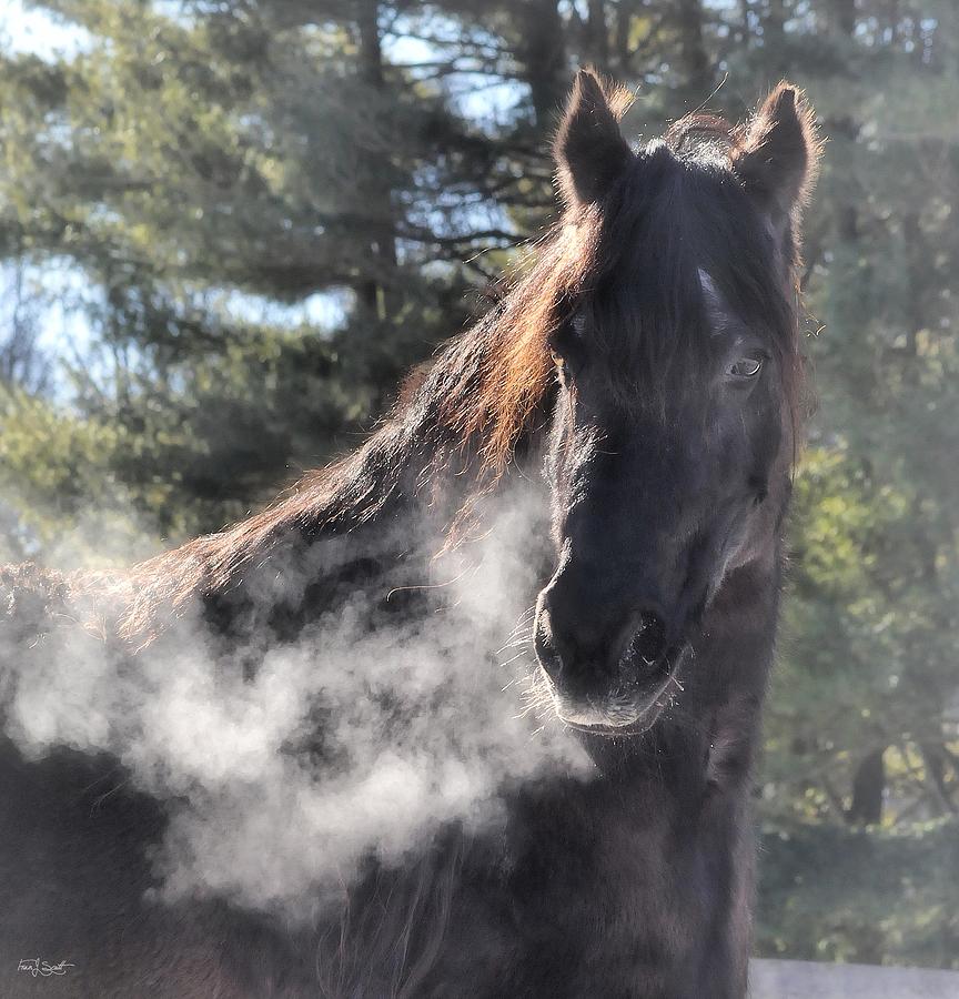 Puff the magic Friesian Photograph by Fran J Scott