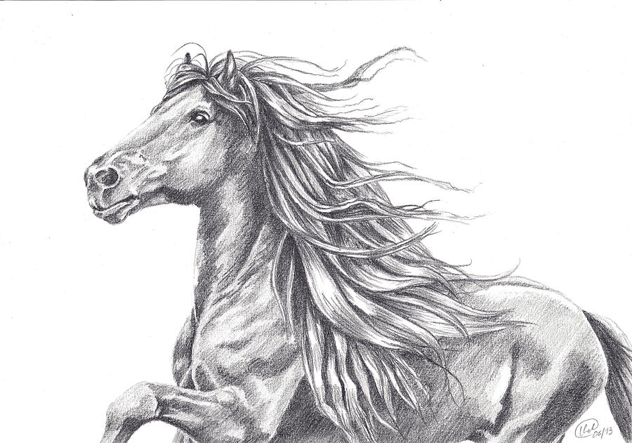 Friesian Power Drawing by Kate Black