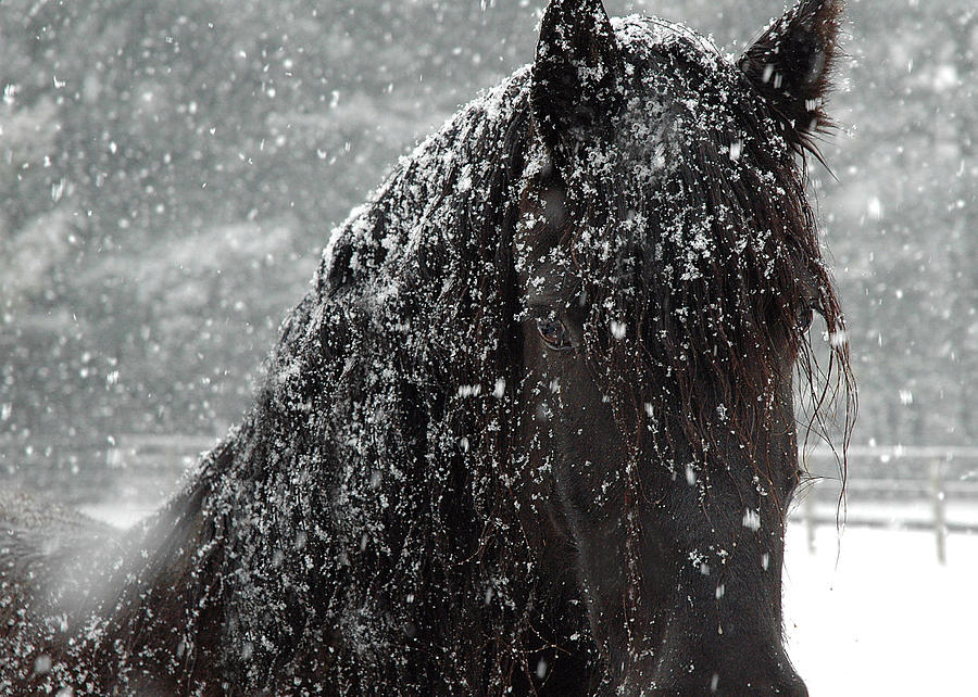 Horses Photograph - Friesian Snow by Fran J Scott