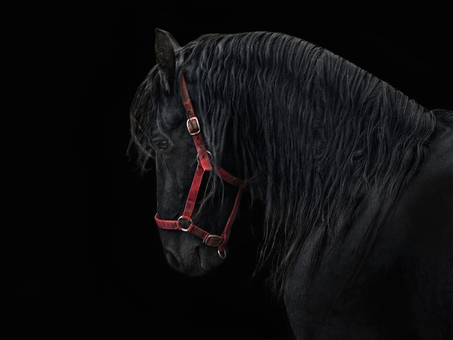 Friesian Stallion Photograph by Joachim G Pinkawa