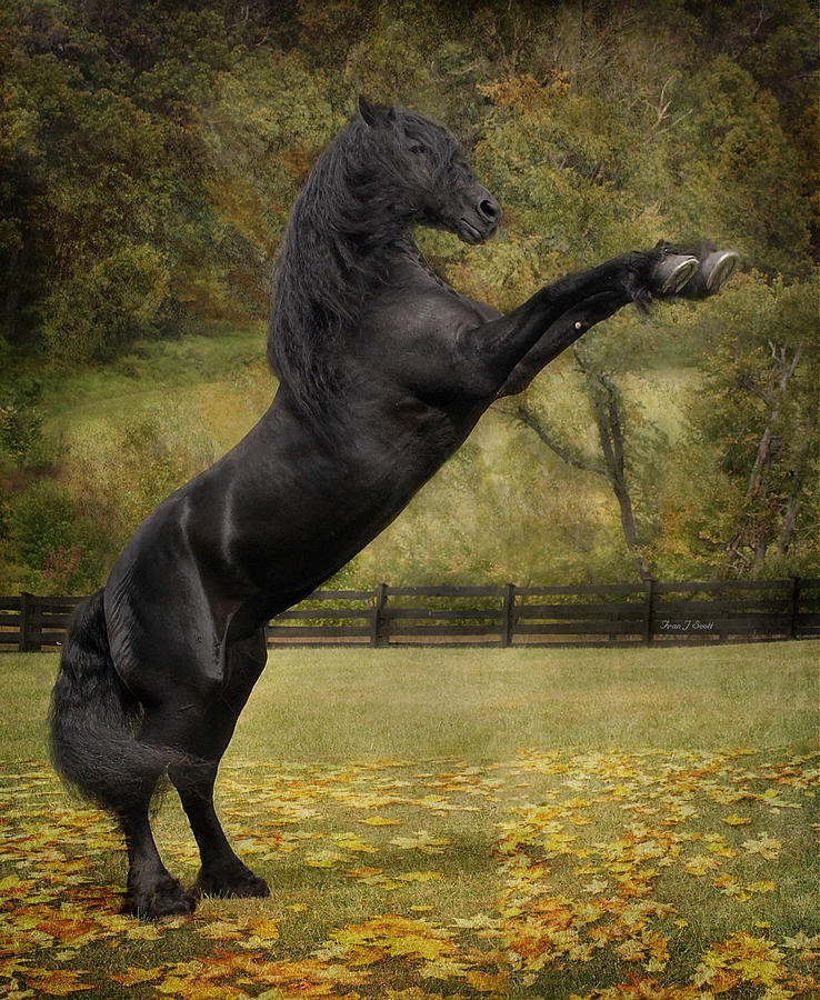 Friesian Stallion Tije  Photograph by Fran J Scott