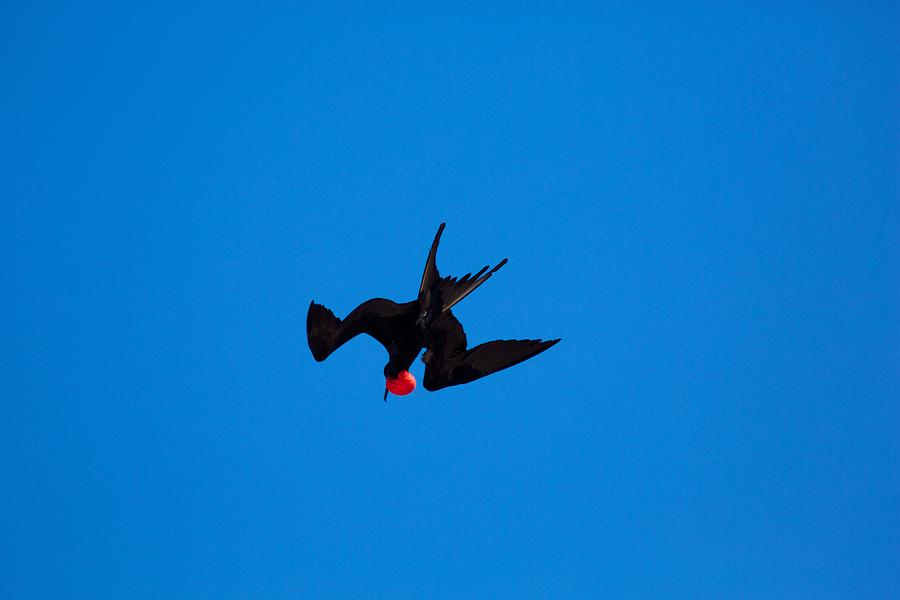 Frigate Bird Photograph by Allan Morrison