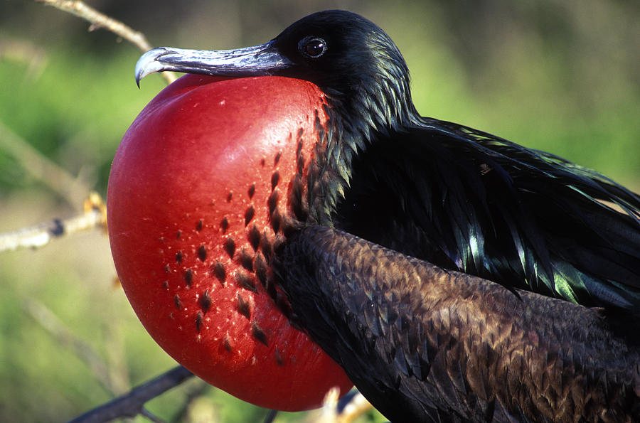 Frigate Bird Displaying Photograph by Greg Ochocki