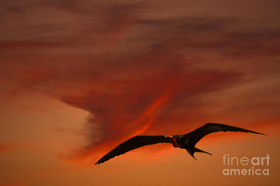 Frigate Bird Photograph by Ron Sanford