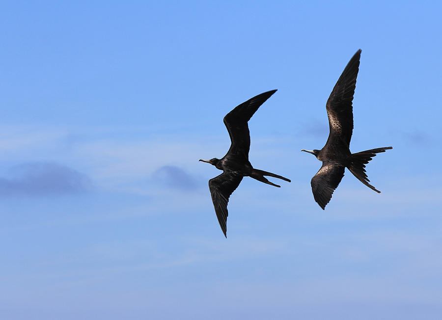 Frigate birds in flight Photograph by Alberto Gallo - Fine Art America