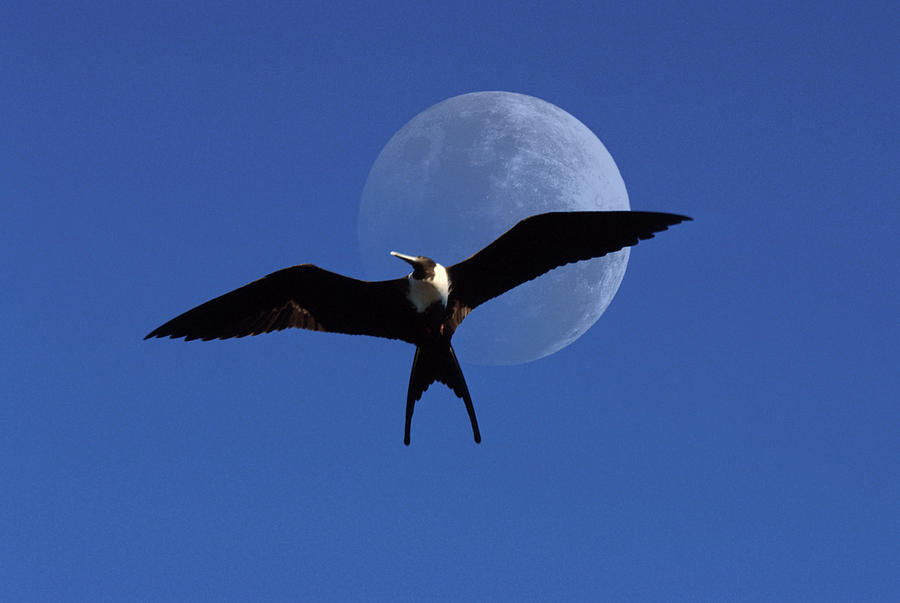 Nature Photograph - Frigatebird Moon by Jerry McElroy