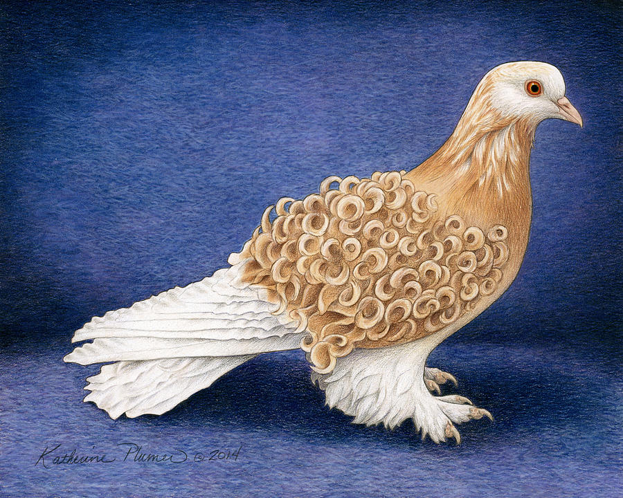 Pigeon Drawing - Frillback Pigeon by Katherine Plumer