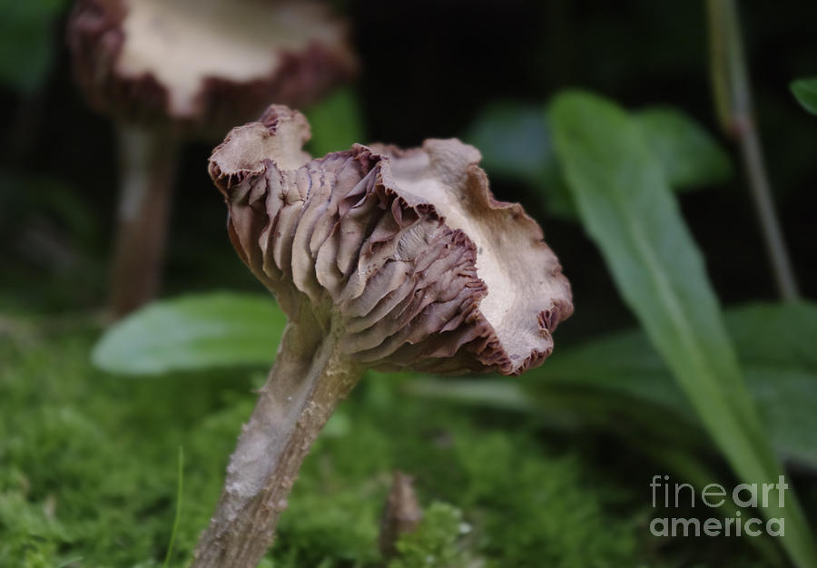 Frilled Gills Photograph by Adria Trail