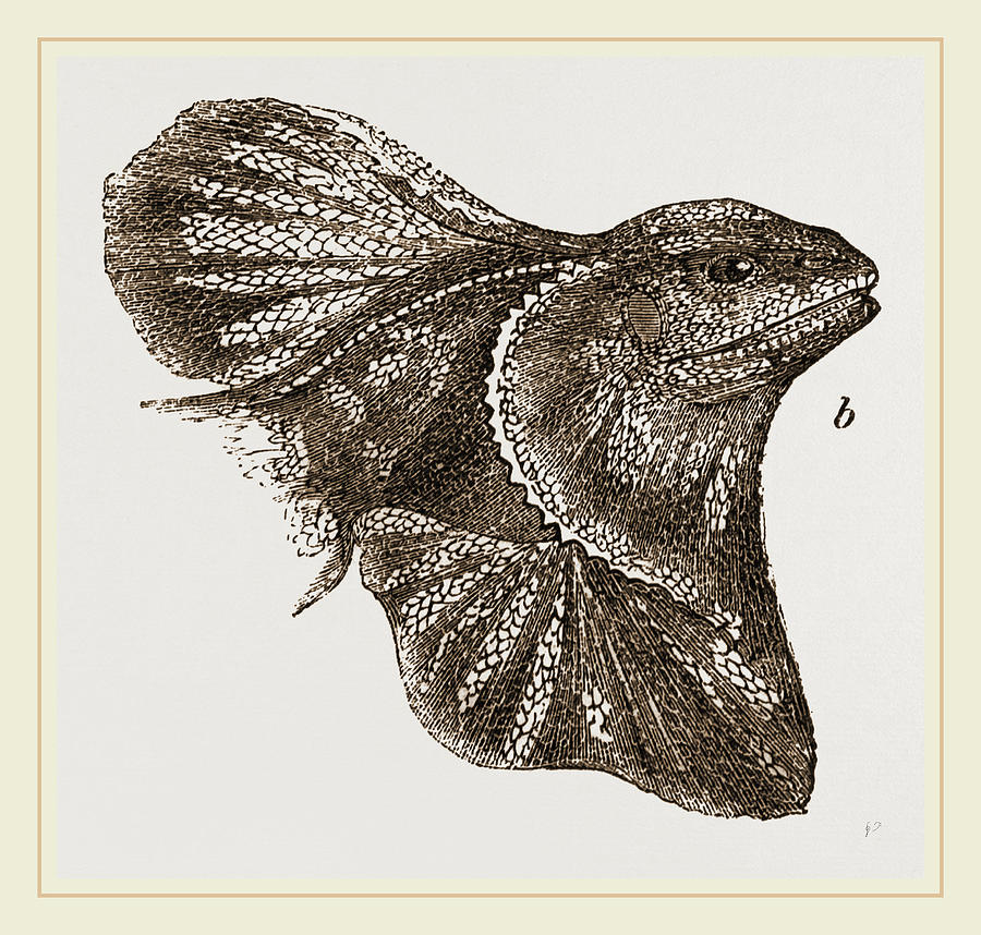 Frilled Lizard Drawing by Litz Collection Fine Art America