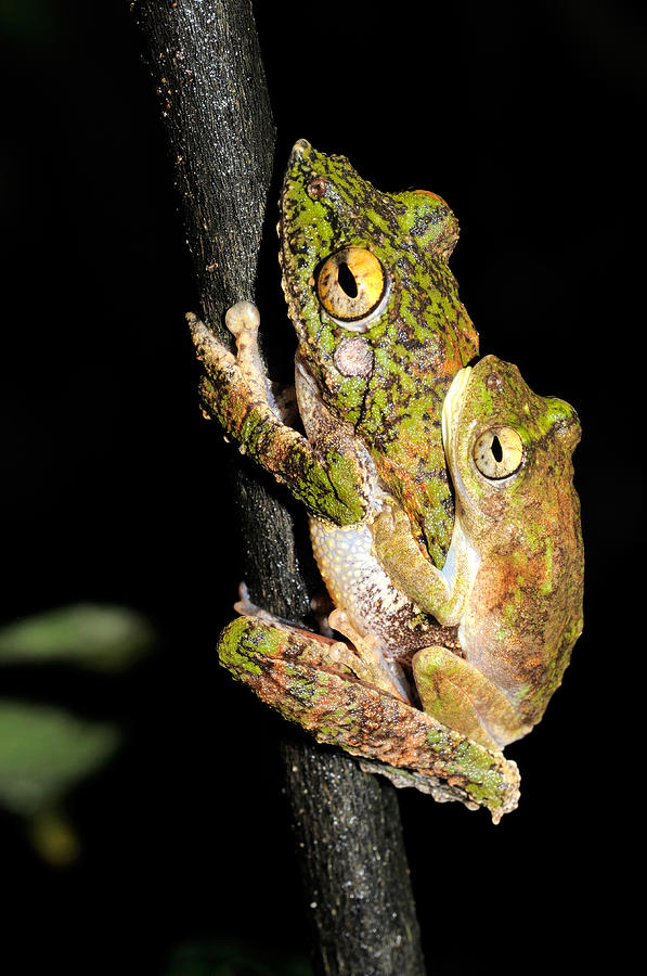 Frilled Tree Frogs Mating Photograph by Fletcher & Baylis