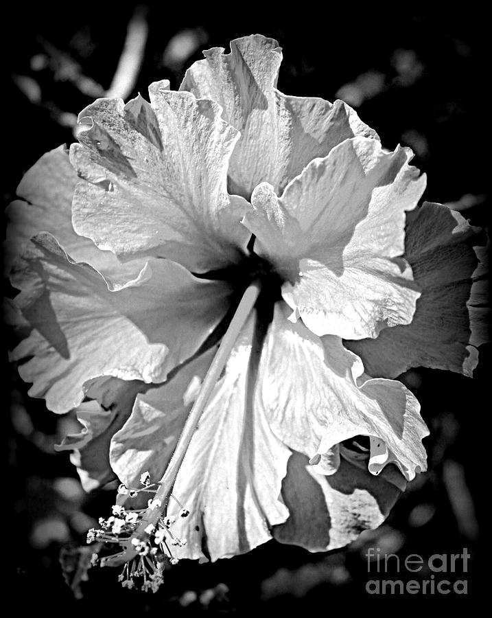 Frills and Hibiscus Flowers Photograph by Clare Bevan