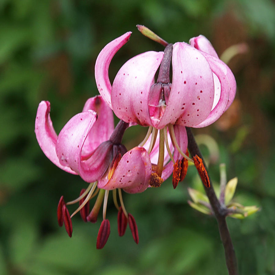 Frilly Lily In Pink Photograph by Gill Billington