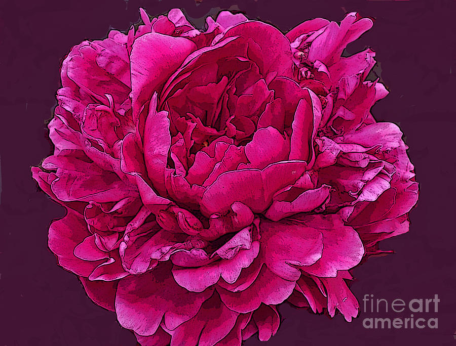 Wine Digital Art - Frilly Lush Bright Pink Peony by Maureen Tillman