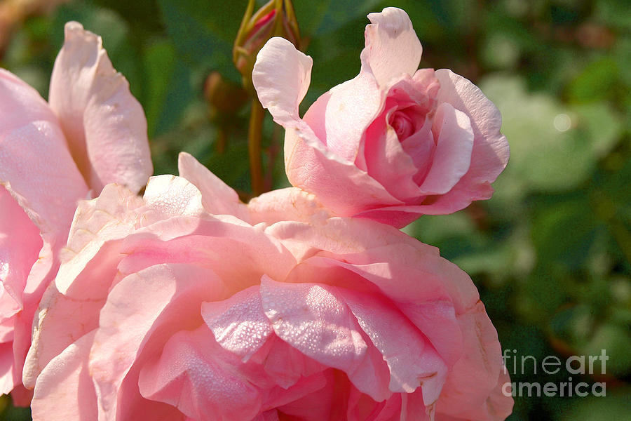 Frilly Pink Rose Photograph by Vivian Martin