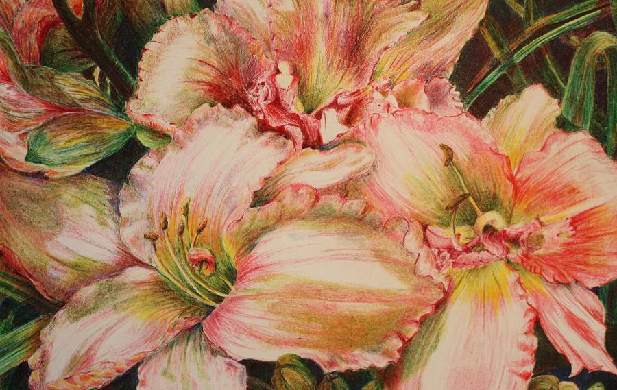 Frilly Pinks Drawing by Barbara Ebeling