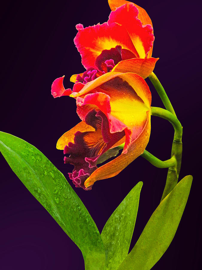 Orchid Photograph - Frilly  Red and Yellow Orchids by Susan Savad