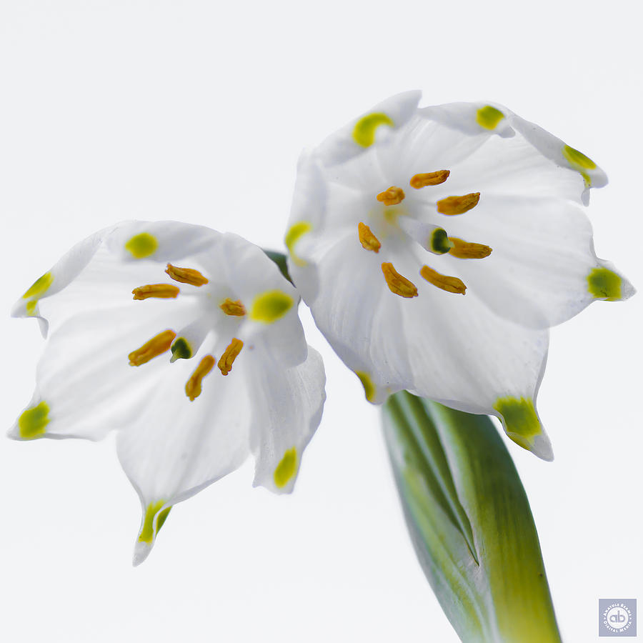 Frilly Snowdrop Photograph by Anatole Beams