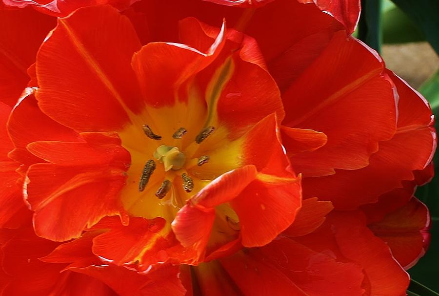Nature Photograph - Frilly Tulip by Bruce Bley