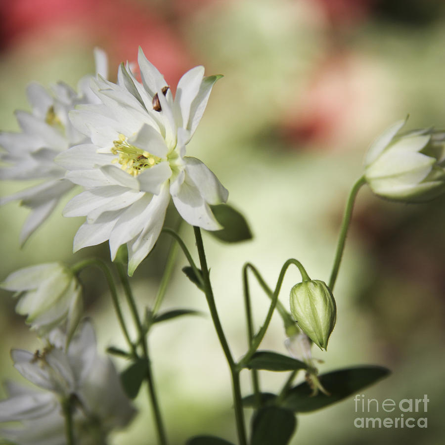 Frilly White Columbine Squared Photograph By Teresa Mucha - Fine Art 