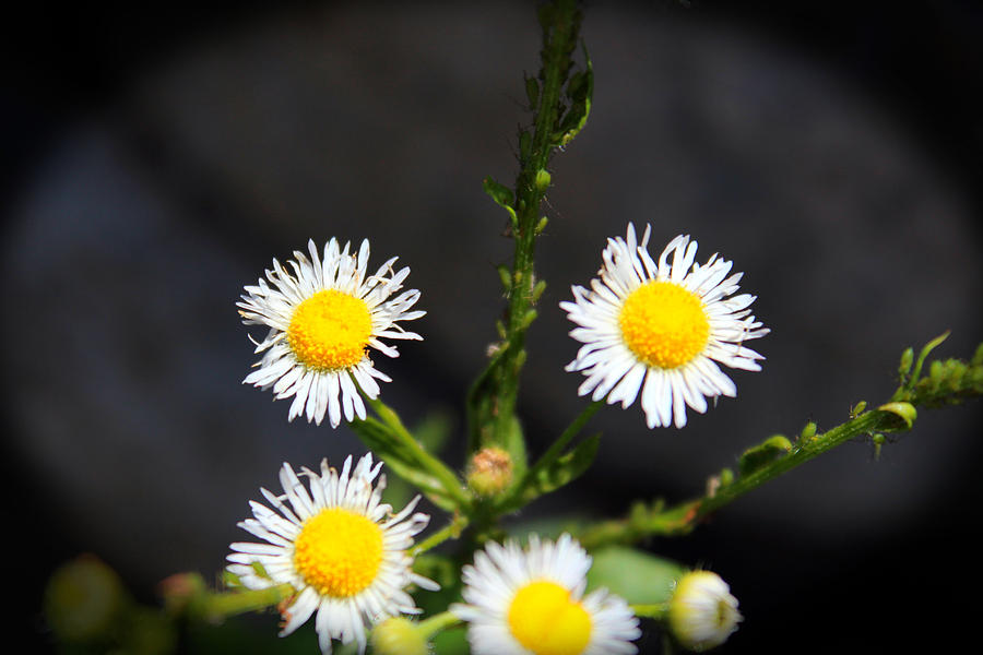 Frilly White Flowers Photograph