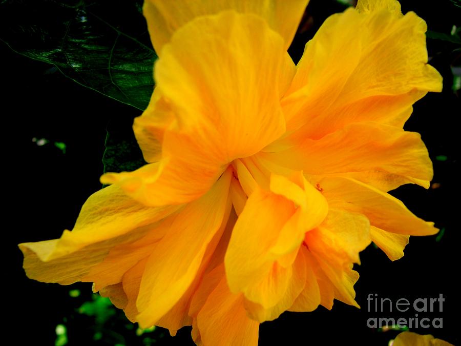 Frilly Yellow Beauty Photograph by Mary Deal