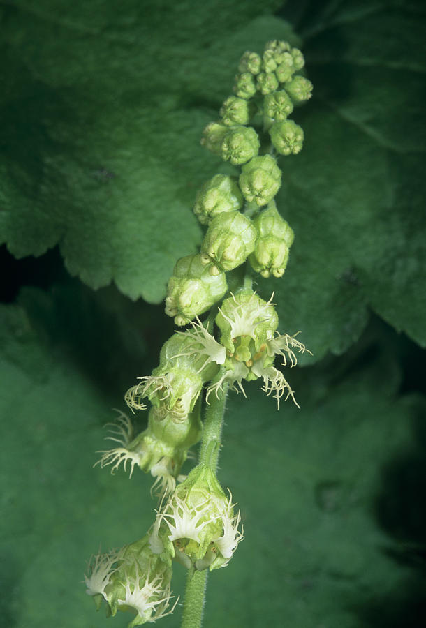 Fringe Cup Flowers (tellima Grandiflora) Photograph by Bob Gibbons/science Photo Library