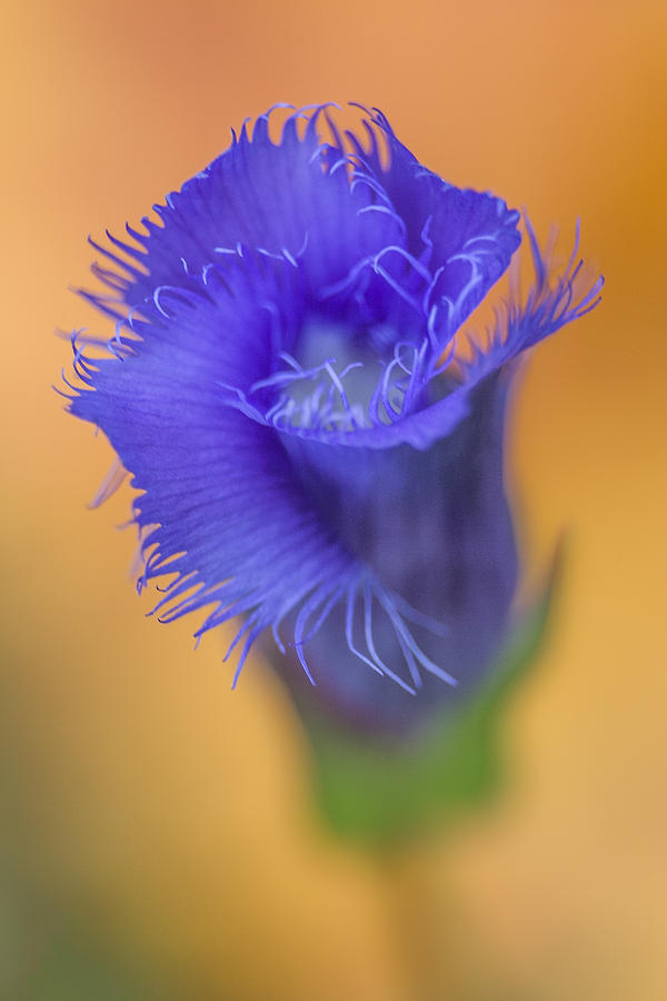 Fringed Gentian Photograph by Dale Kincaid