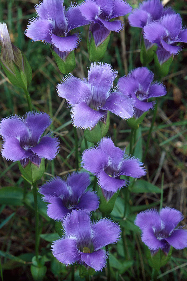 Fringed Gentian Photograph by Louise K. Broman