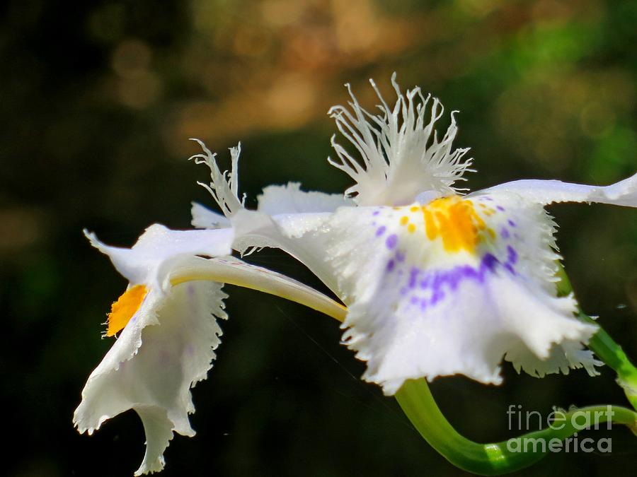 Fringed Iris Or Iris Japonica Photograph