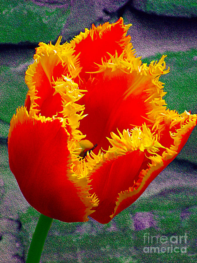 Fringed Tulip Photograph by Nina Silver