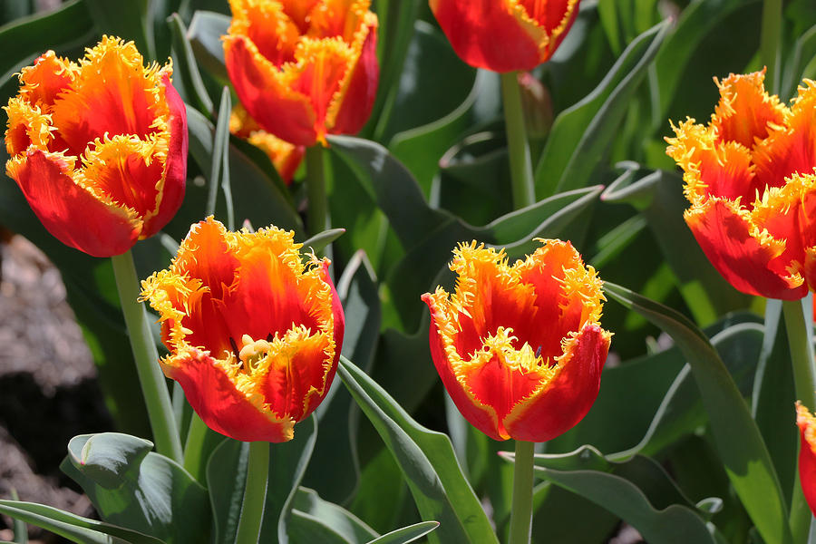 Fringed Type Davenport Tulips Photograph by Allen Beatty