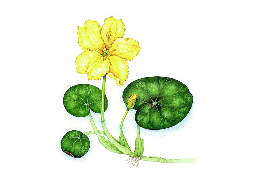 [Image: fringed-water-lily-nymphoides-peltata-li...ibrary.jpg]