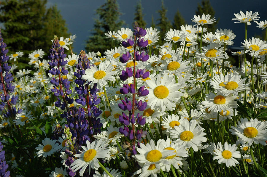 Frisco Flowers Photograph by Lynn Bauer