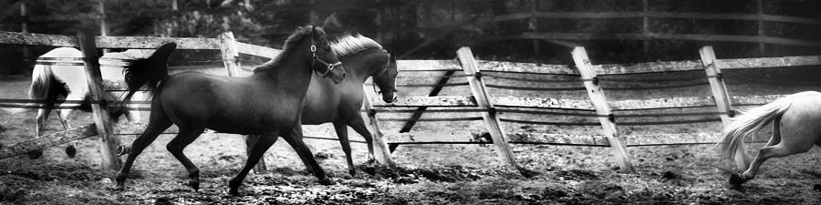 Horse Photograph - Frisky Business by Christian Anderson