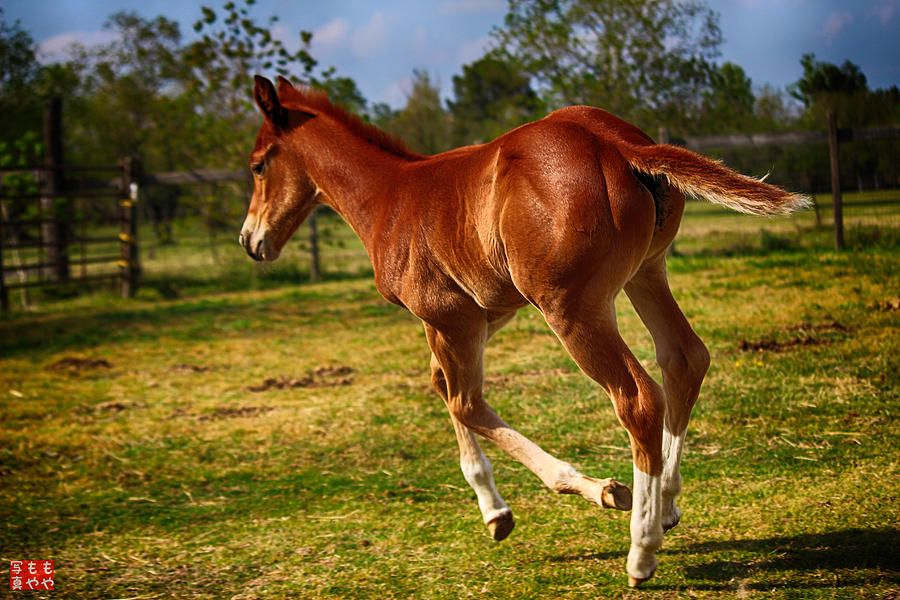 Horse Photograph - Frisky by Mick Logan
