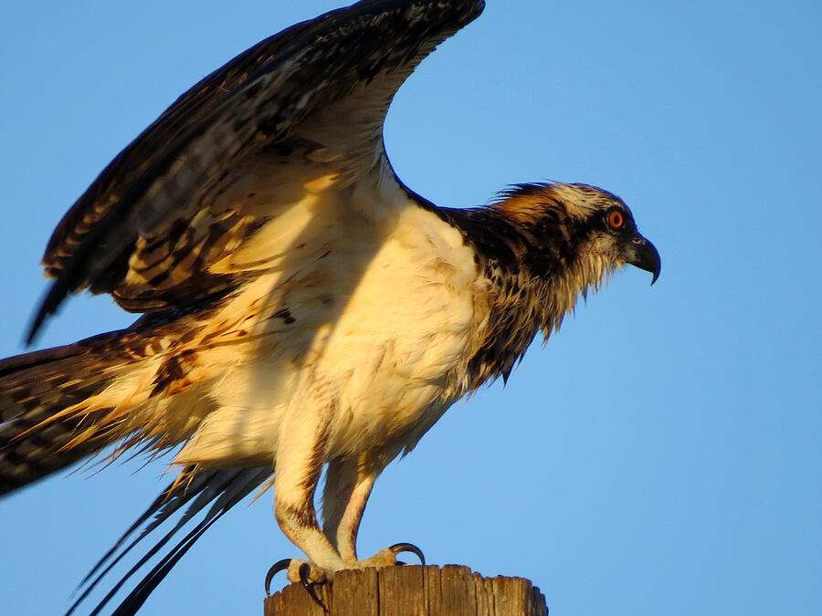 osprey youth