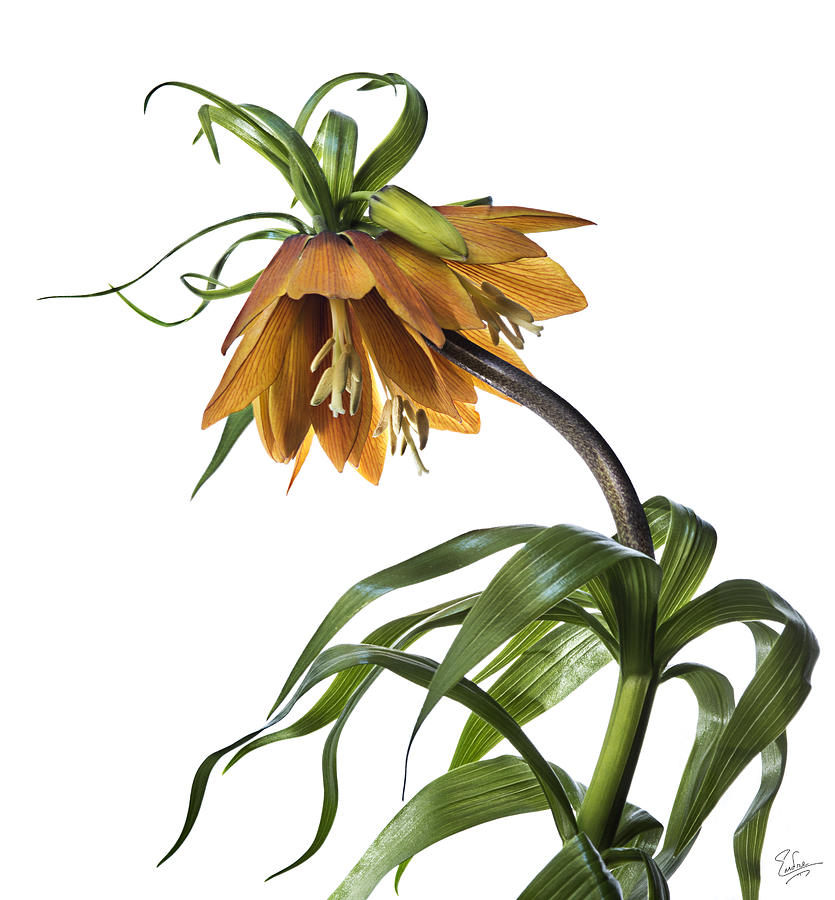 Fritillaria Imperialis Photograph by Endre Balogh