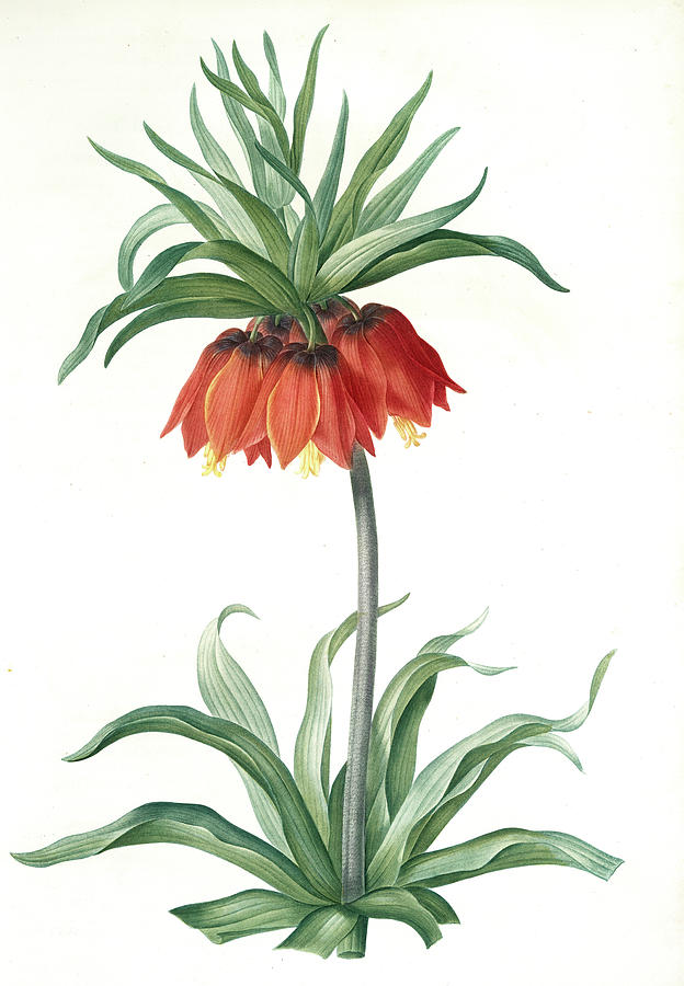 Fritillaria Imperialis, Fritillaire Impériale Crown Drawing by ...